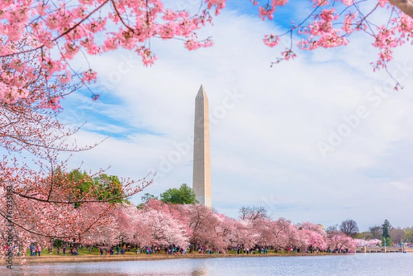 Fototapeta Washington, DC at the Tidal Basin and Washington Monument during cherry blossom festival in spring season.