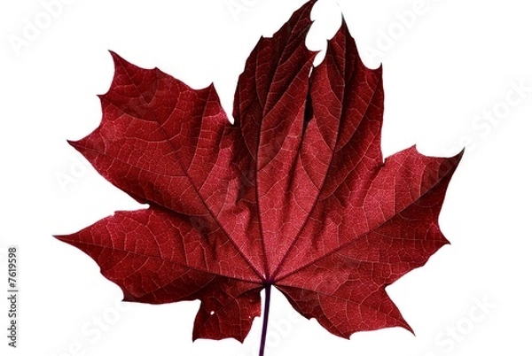 Obraz ahornblatt rot