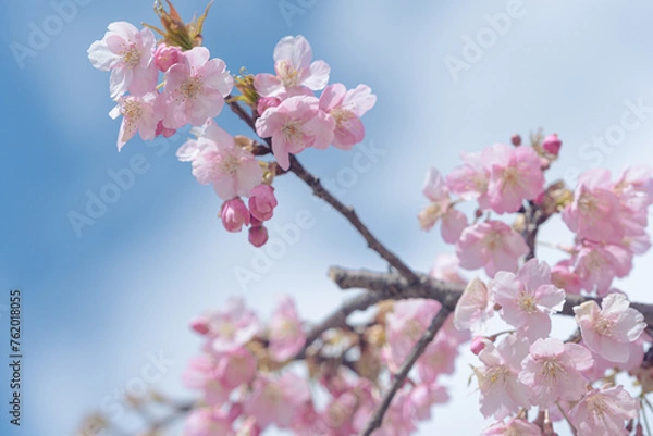 Fototapeta 日本の春、河津桜と青空
