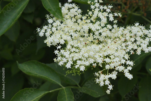 Obraz White elderberry blossom