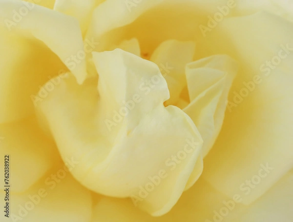 Obraz Flower petals of a yellow, tea rose.