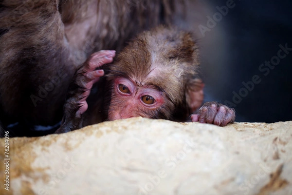 Obraz Snow Monkey Baby