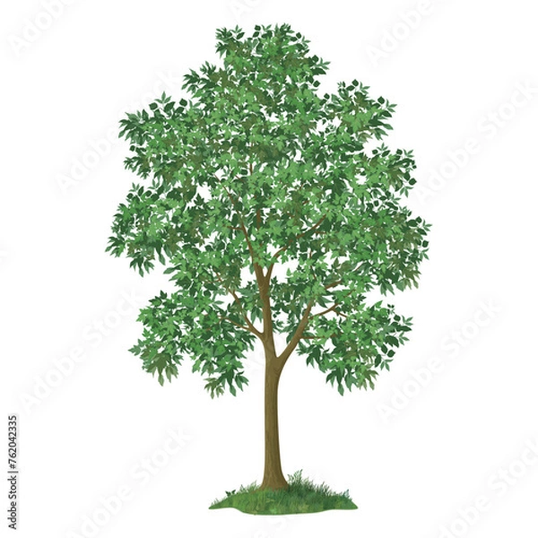 Fototapeta Free vector tree vector illustration