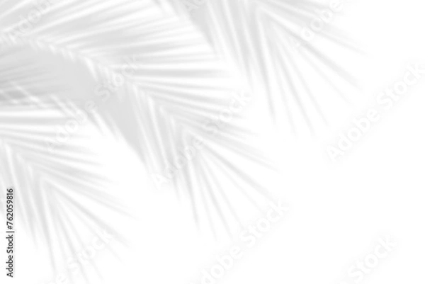 Obraz Realistic shadows of palm leaves isolated on white background. Decorative design elements for Summer Season. Vector transparent palm leaf shadow. Creative overlay effect for mockups