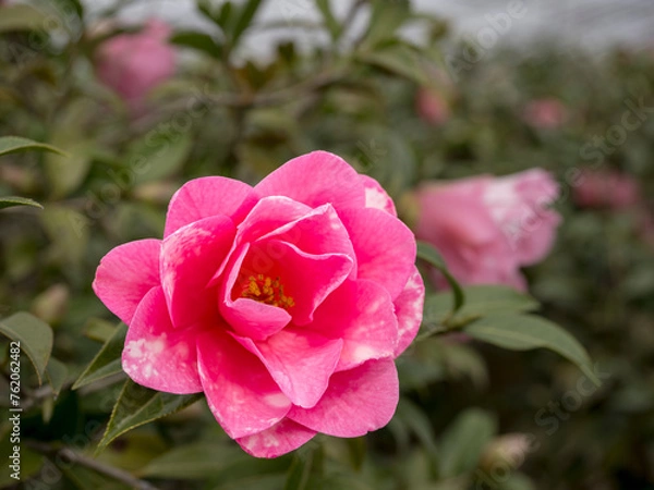 Fototapeta 美しい椿の花　ブライアンバー