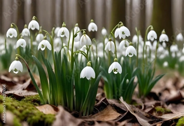 Fototapeta spring snowdrop flowers