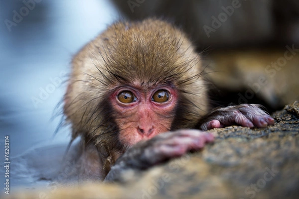 Obraz Snow Monkey Baby