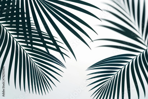 Fototapeta Palm leaves background. Tropical palm leaves with sunlight in the morning