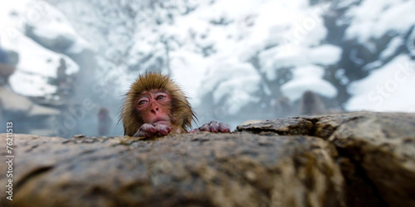 Obraz Snow Monkey Baby