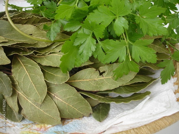 Obraz laurier et persil