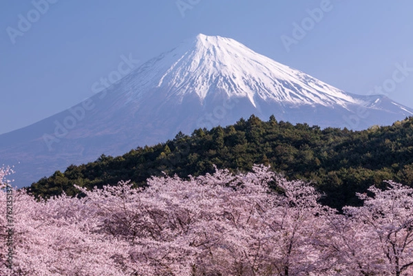 Obraz 富士と桜
