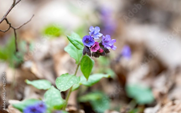 Fototapeta Lungwort first spring flower