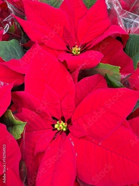 Obraz red christmas flower