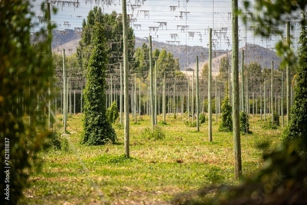 Fototapeta hops crop growing in a field on a farm in australia. beer hops plant harvest for brewing. vines growing up wire cable trellis for fruit and flower growth