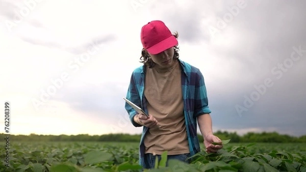 Obraz farm worker walks through the field. farming business and irrigation concept. a farmer in red cap and blue shirt walks among the sprouts lifestyle of a plant he grew in his field, holding a tablet