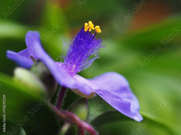 Obraz Tradescantia