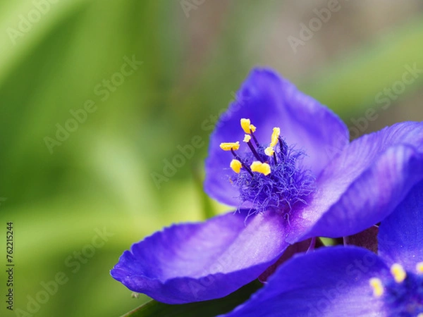 Obraz Tradescantia