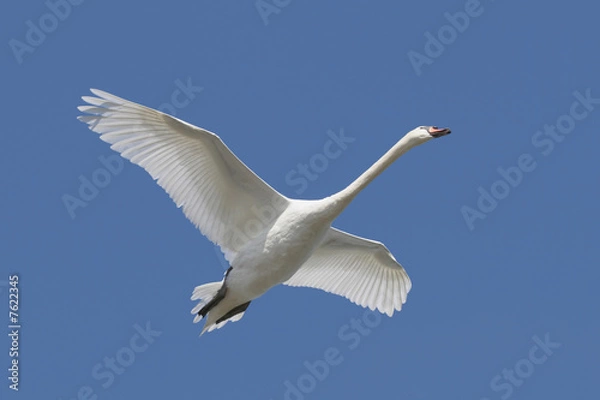 Obraz Mute Swan (Cygnus olor) in flight
