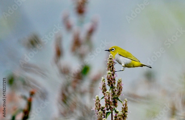 Obraz Indian White-eye