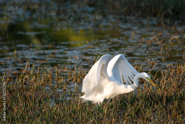 Obraz Eastern great egret