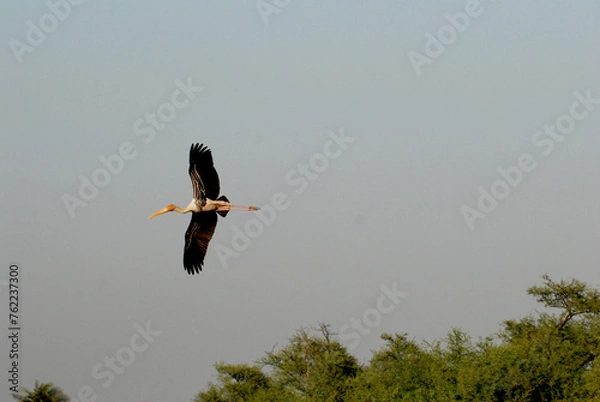 Obraz Painted stork