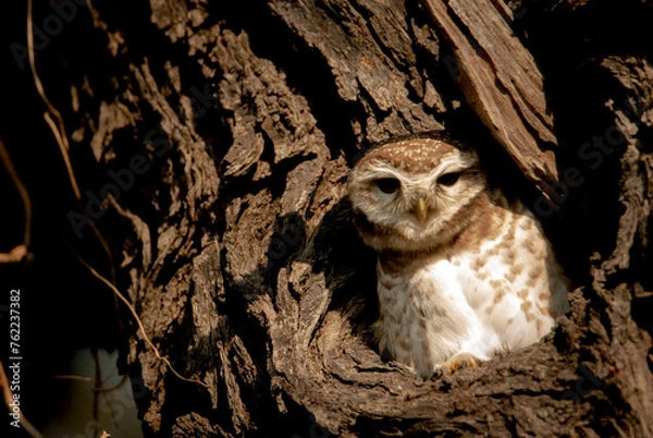 Obraz Spotted owlet