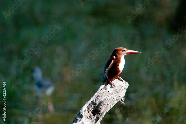 Obraz White-breasted Kingfisher Halcyon 