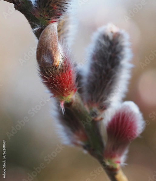 Obraz Pussy Willow