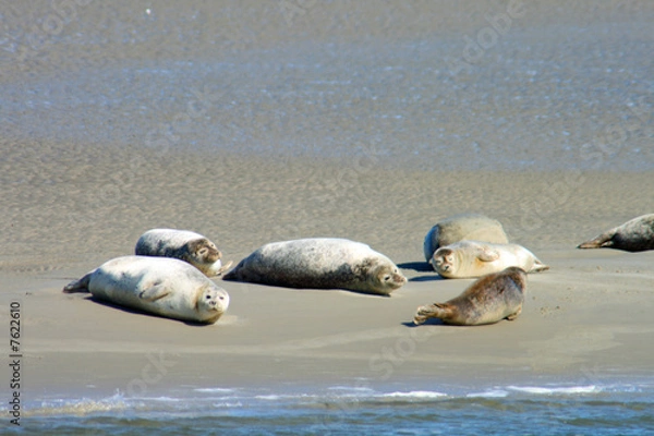Obraz Foki na Morzu Północnym