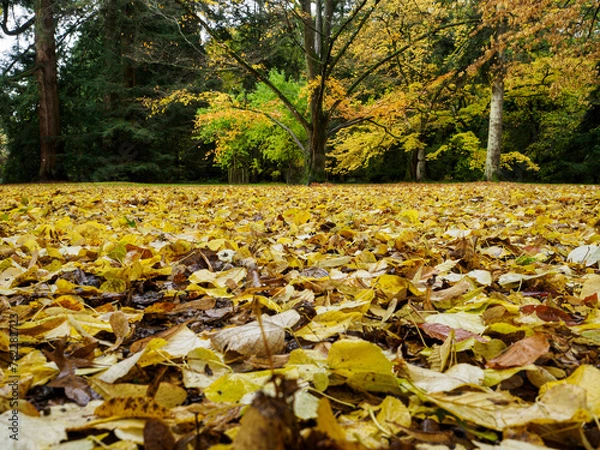 Obraz Fallen leaves on ground with tree in background