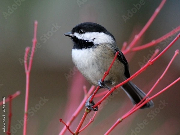 Obraz Black-capped Chickadee Perched on Red Branches