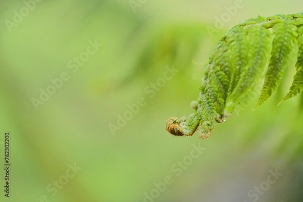 Fototapeta Witness the delicate details of ferns unfurling in early spring! After a refreshing rain shower, capture a close-up of a fern's tip curled against a soft, blurred backdrop of lush greenery.