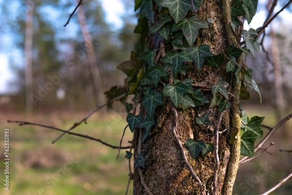 Fototapeta A tree overgrown with green ivy. Beginning spring and awakening nature. Close up shot