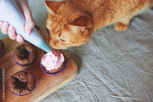 Fototapeta cat eats cupcakes