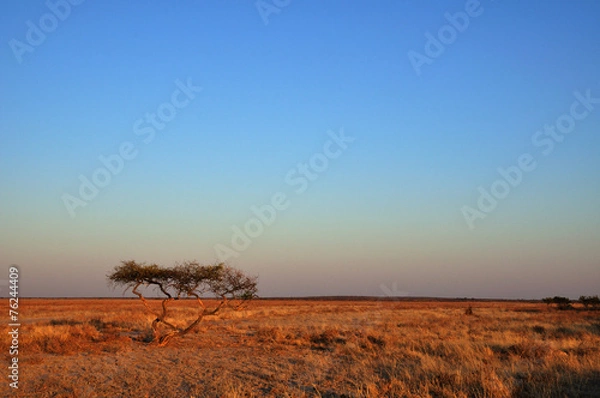 Obraz Central Kalahari landscape