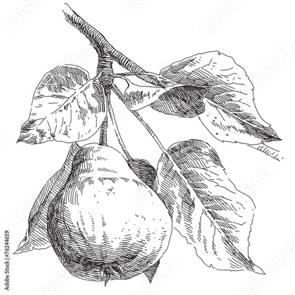 Obraz Hand drawing pears on pear tree branch
