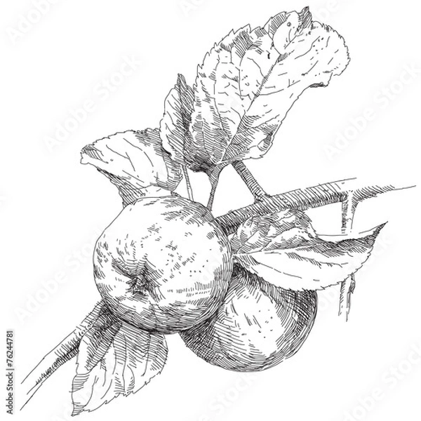 Obraz Hand drawing apples on apple tree branch