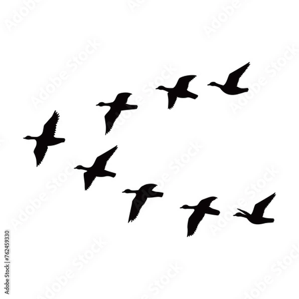 Obraz Canada goose silhouette design. wild duck flying in group.