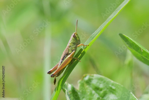 Fototapeta Camouflage of green meadow grasshoppers in the grass