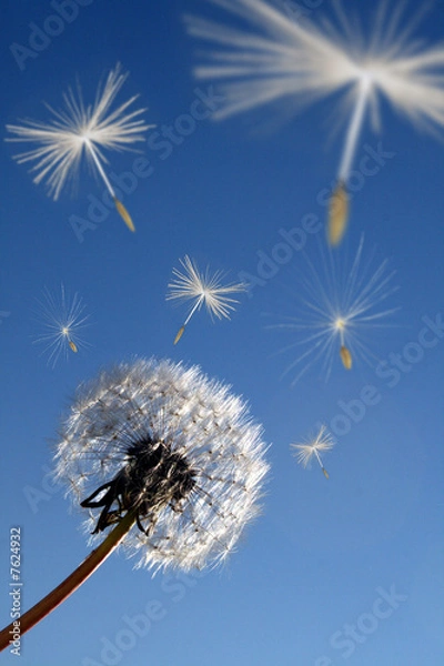 Fototapeta Mniszek lekarski