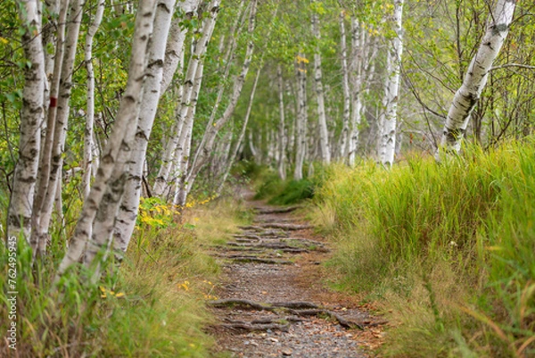 Obraz Birch Forest And Trail