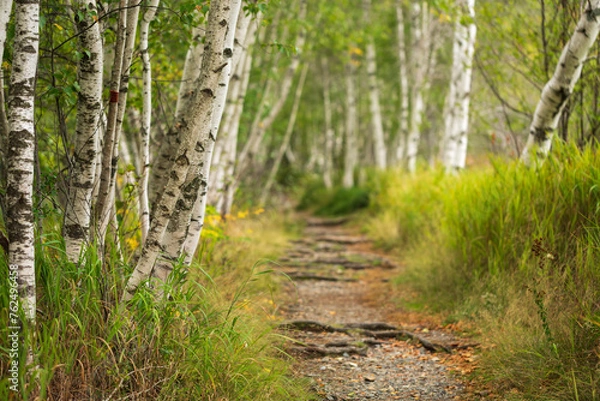Obraz Birch Forest And Trail