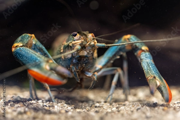 Fototapeta Red-necked crayfish with a damaged eye.