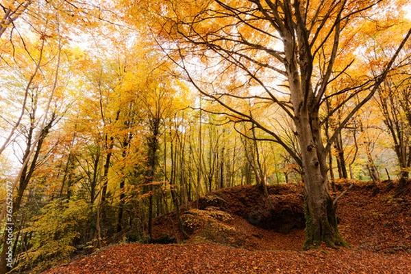 Fototapeta Cascade des planches près d'Arbois 