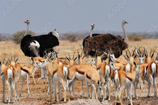 Fototapeta Ostriches and springboks
