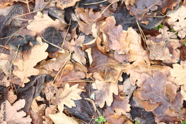 Fototapeta autumn leaves background