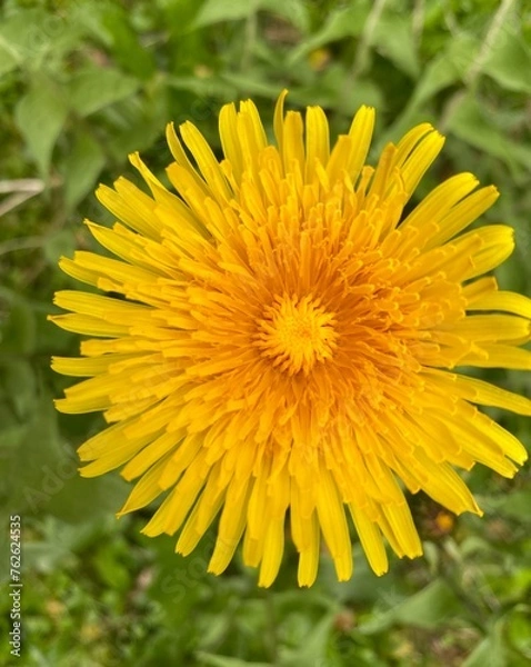 Obraz yellow dandelion flower