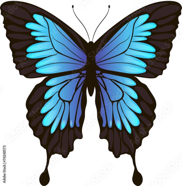 Obraz Butterfly
