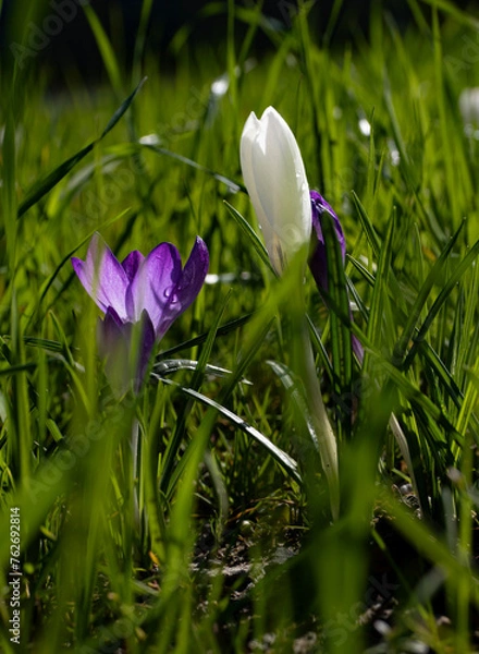 Fototapeta spring crocus flowers