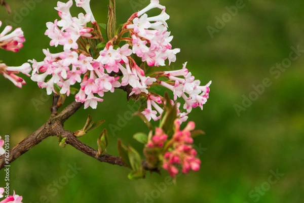 Fototapeta A selective focus shot of pink viburnum farrera